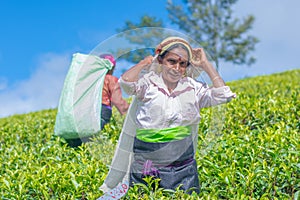 Tamil woman who works at Dambetenna estate breaks tea leaves